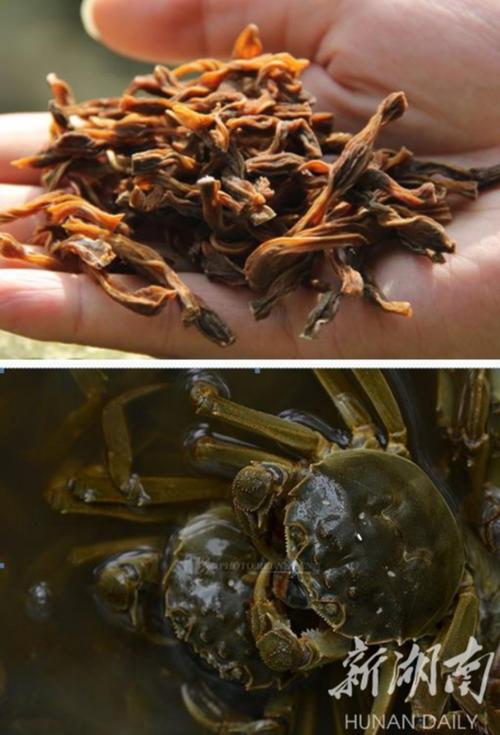 建立食用農(nóng)產(chǎn)品質(zhì)量安全追溯體系，應從完善法律正式確立”